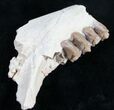 Oreodont (Merycoidodon gracilis) Jaw Section #9849-1